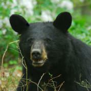 Living with bears 178x178