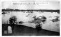 039 - Page 36 Cows swimming behind boat in 1936 flood.