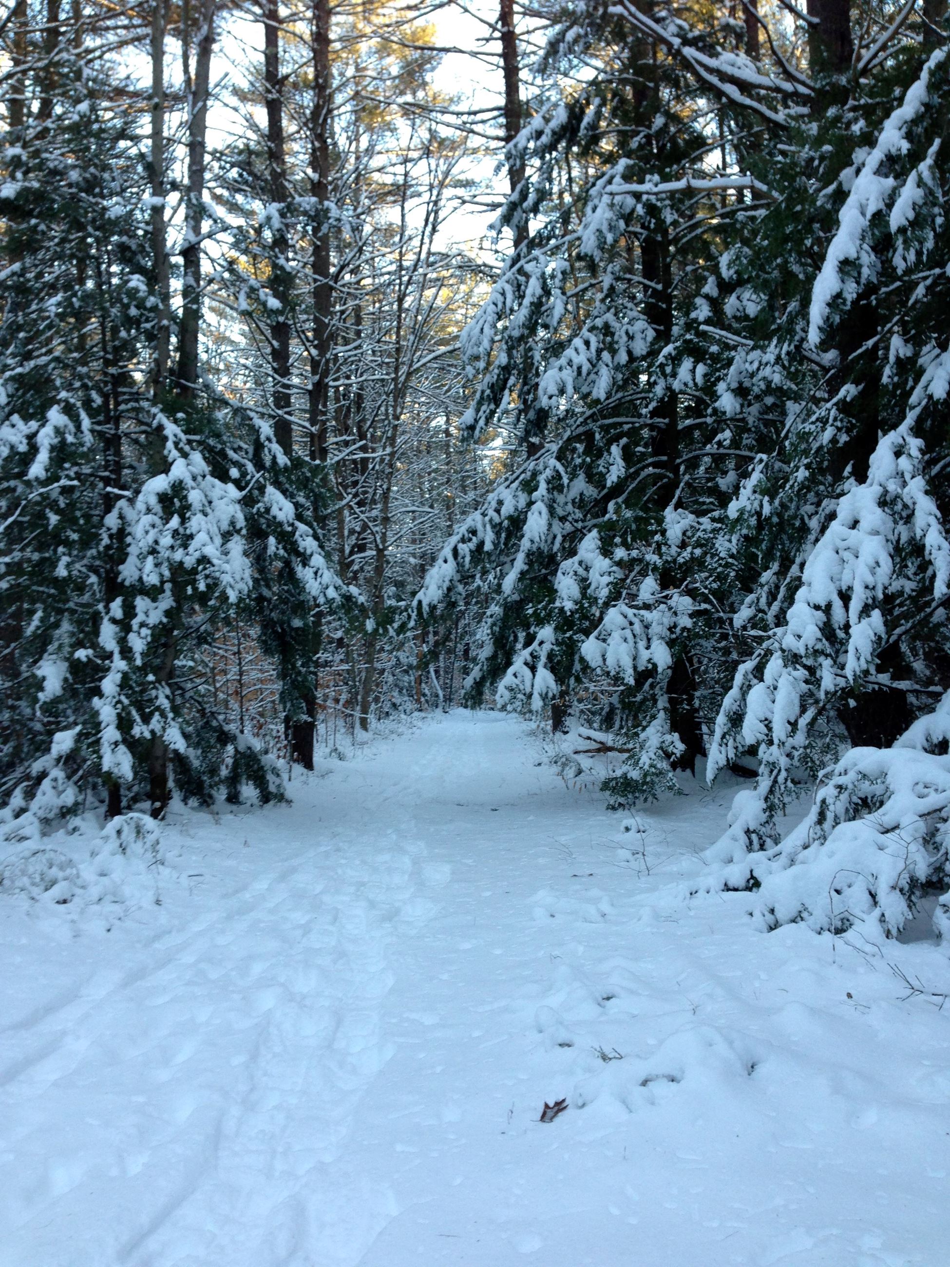 Snow covered trail through the forest, with snow-covered pine trees on either side.  